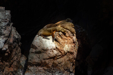 Grupo de Leones marinos acostados en una roca tomando el sol.
