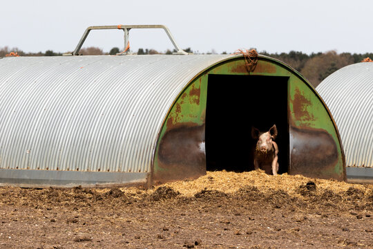 Free range pigs seeking shelter in their sty during a hot summer's day