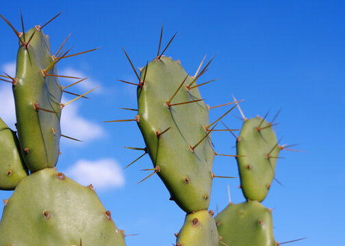 Image of prickly pear cactus thorny leaves against blue sky.