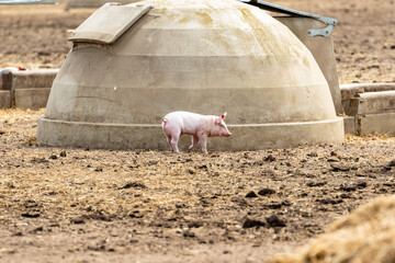 Free range piglets that are a few weeks old running around freely outside