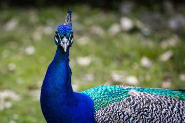 Obraz premium Pavo Real Macho