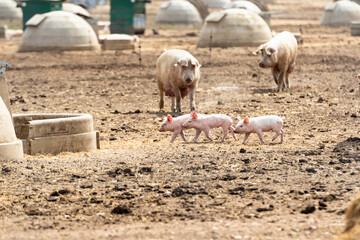 Free range piglets that are a few weeks old running around freely outside with their mother sow © Collins Photography