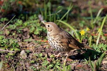 Close-up portrait od songbird in the grass. Song thrush, Turdus philomelos