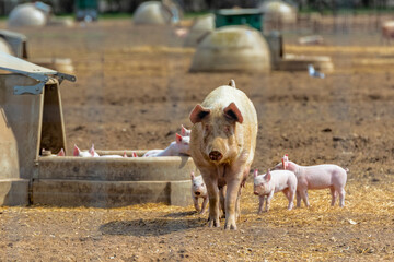 Free range piglets that are a few weeks old running around freely outside with their mother sow