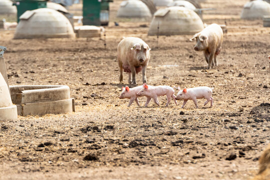Free range piglets that are a few weeks old running around freely outside with their mother sow