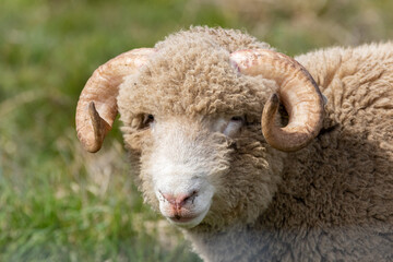 Naklejka na ściany i meble A portrait of a horned sheep in the UK countryside