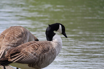 Goose Looking Into Water