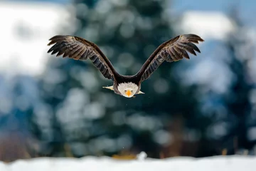  A great strong flying bird of prey with white head in the winter time, snowy forest in the background. Bald Eagle, symbol of the USA, Haliaeetus leucocephalus. © Hana Duncova
