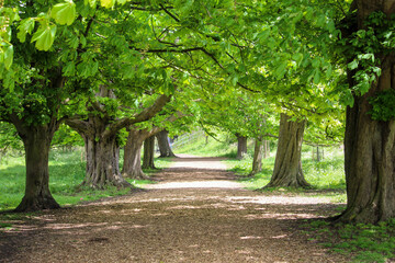 Pathway Arched Over By Trees