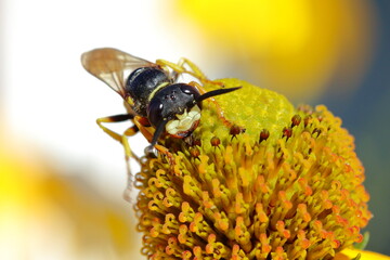 Wasp on dandelion