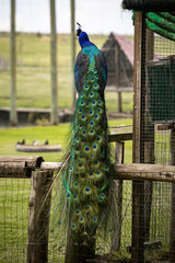 Naklejka premium Pavo Real Dorso