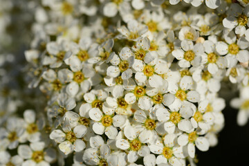 Close up and background of many small white flowers with yellow pollen in spring