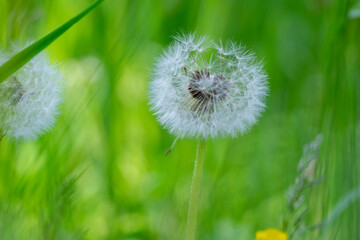 Common dandelion Taraxacum officinale faded flowers looks like snow ball, ripe cypselae fruits