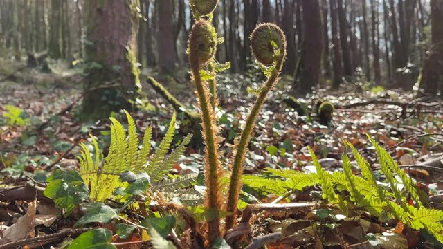 Fern Fiddleheads