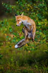 Close-up portrait of a red fox jumping in a dynamic position with a wide smile directly against the photographer. Natural environment. Vulpes vulpes - obrazy, fototapety, plakaty