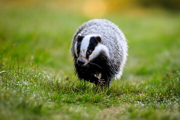 Autumn poetry. Close-up portrait of a badger in its natural habitat. Meles meles