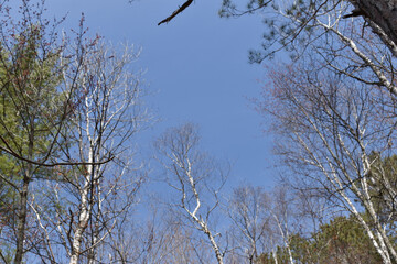 Banning State Park, Sandstone, Minnesota 4-17-2021 - Tree Canopy and blue Sky