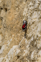 Wallcreeper, jumping on a rock looking for beetles and other bugs. Grey bird with red wings, mountain flying gem. Palava Hills, Czech Republic., Tichodroma muraria
