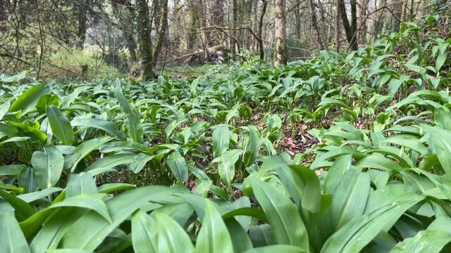 Wild Garlic
