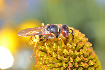 Wasp on dandelion