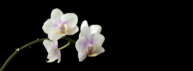 Panorama of blooming white orchid on white background