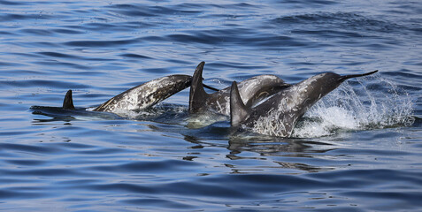 Risso's Dolphins fins, Risso's Dolphins jumping 