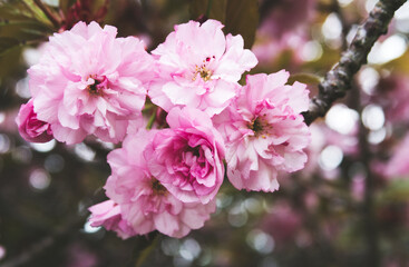 close-up of most delicate filled pink cherry blossoms