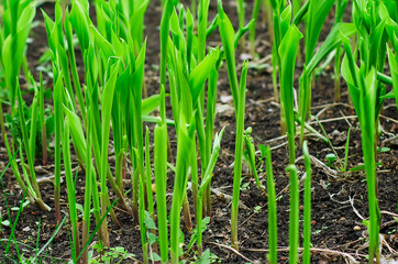 lilies of the valley grow in the garden in spring.