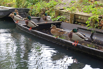 Enten auf einem Spreewaldkahn