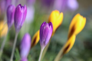 Naklejka premium spring crocus flowers