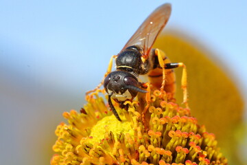 Wasp on dandelion
