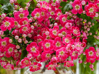 Red spring flowers in the garden. Close up.