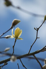 SONY DSC