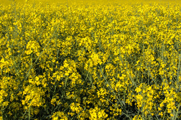 Countryside, close-up of yellow canola flower