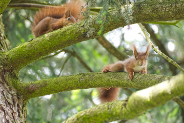 Two Red Squirrels sitting in a tree in Zurich, Switzerland
