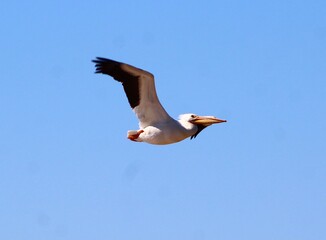 seagull in flight