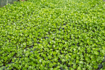 small seedlings inside of a greenhouse