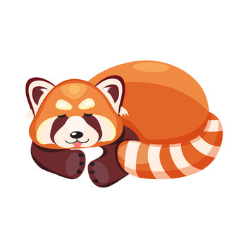 Vector illustration of a sleeping red panda curled up in a ball, isolated on a white background.