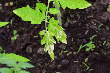 A disease-damaged tomato leaf with white spots in close-up. Diseases of young tomatoes in the greenhouse.