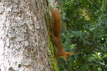 Red Squirrel walking down a tree in Zurich, Switzerland © Janine