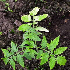 A disease-damaged tomato leaf with white spots in close-up. Diseases of young tomatoes in the greenhouse.