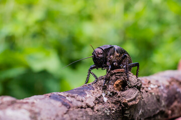 Black big-bellied cricket (Bradiphorus Dasiphus)