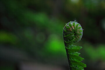 Rozwijająca się paproć / developing fern © Przemyslaw