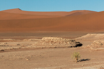 Fototapeta na wymiar little plant in fron of mountains of sand and dunes (living desert)