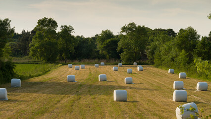 Bale of hay wrapped in plastic foil. Straw storage method for animal feed.