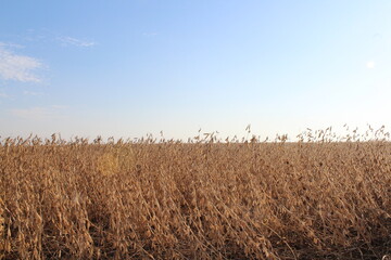 Soybean Field ready for Harvest
