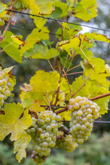 Grapes Riesling in autumn vineyard, Southern Moravia, Czech Republic