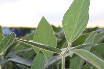 Soybean Plant Closeup