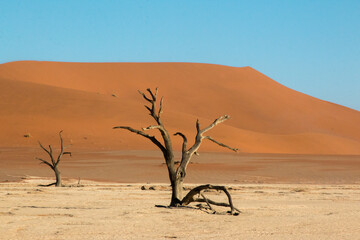 famous dead trees of dead vlei in front of red dunes