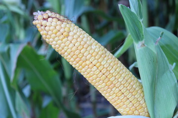 Ear of Corn